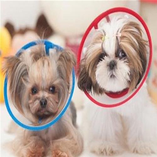 Puppy Pet Dog Cat Comfy Cone Neck Collar Anti-Bite Medical Recovery Protection - MomProStore