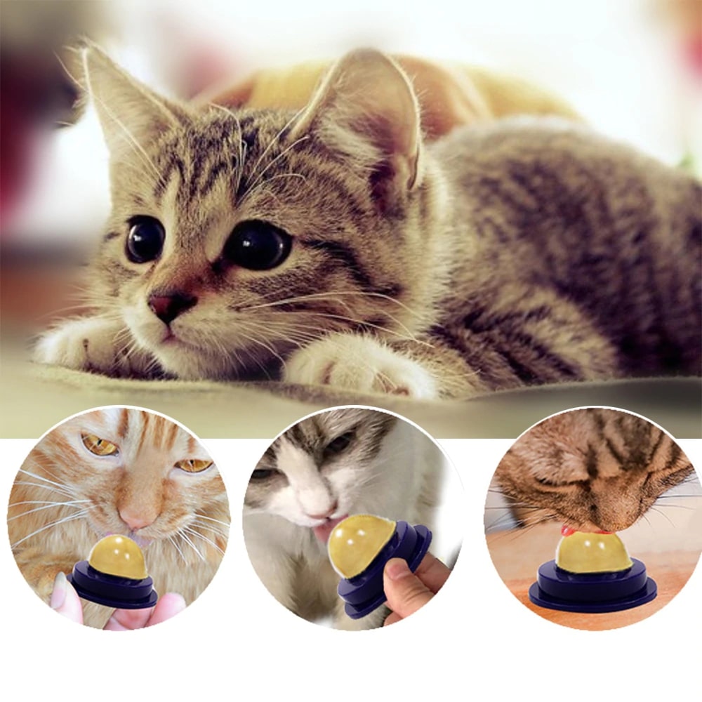 Healthy Cat Snacks Sugar Candy