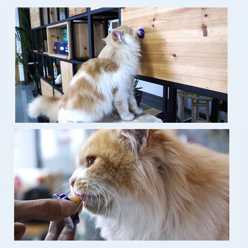 Healthy Cat Snacks Sugar Candy